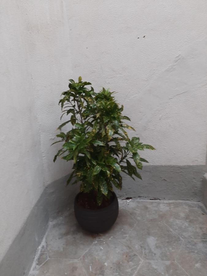 Al Crocifisso...Da Nonna Pia Apartment ซาแลร์โน ภายนอก รูปภาพ